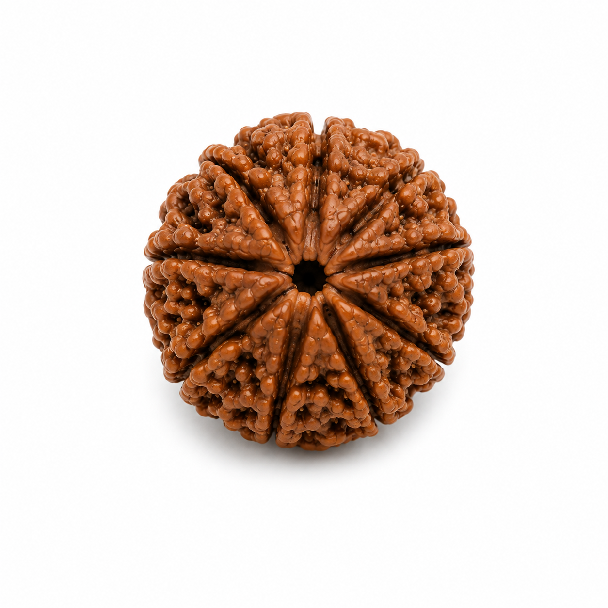 9 Mukhi Rudraksha ( Nepal Origin )